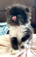 Persian Cats for sale in Gainesville, Florida. price: $1,000