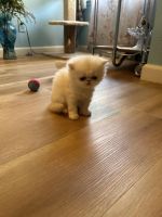 Persian Cats for sale in San Jose, California. price: $1,000