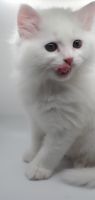 Persian Cats for sale in Orlando, FL, USA. price: $800