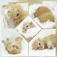 Persian Cats for sale in Mill Hall, Pennsylvania. price: $1,450