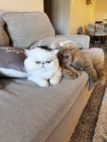 Persian Cats for sale in Las Vegas, Nevada. price: $500