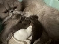 Persian Cats for sale in Fleetwood, Pennsylvania. price: $1,000