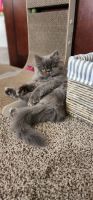 Persian Cats for sale in Modesto, California. price: $850