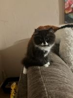 Persian Cats for sale in Turlock, California. price: $400