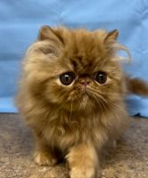 Persian Cats for sale in Tampa, FL, USA. price: NA