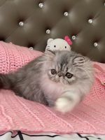 Persian Cats for sale in Bakersfield, California. price: $800