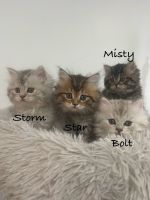 Persian Cats for sale in Running Springs, California. price: $1,200