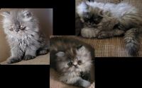 Persian Cats for sale in Cleveland, Tennessee. price: $500