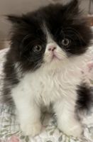 Persian Cats for sale in Algonquin, Illinois. price: $650