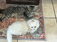 Persian Cats for sale in Fort Lupton, Colorado. price: $400