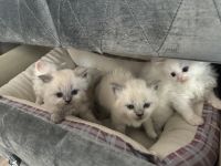 Persian Cats for sale in El Cajon, California. price: $950