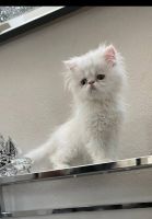 Persian Cats for sale in Katy, Texas. price: $1,600