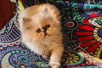 Persian Cats for sale in Portland, Oregon. price: $800