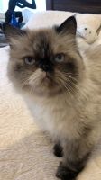 Persian Cats for sale in Commerce City, Colorado. price: $500