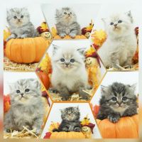 Persian Cats for sale in Mill Hall, Pennsylvania. price: $1,450