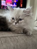 Persian Cats for sale in River Falls, Wisconsin. price: $1,300