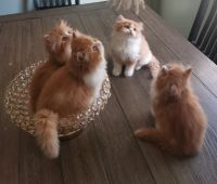 Persian Cats for sale in Dearborn Heights, Michigan. price: $800