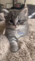 Persian Cats for sale in Goodyear, Arizona. price: $750