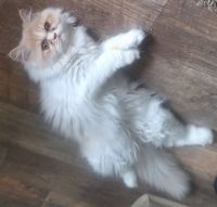 Persian Cats for sale in Tumwater, Washington. price: $600