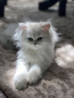 Persian Cats for sale in Orleans, Indiana. price: $2,250