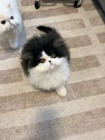 Persian Cats for sale in Emeryville, California. price: $1,000