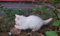 Persian Cats for sale in Nicholson, Georgia. price: $750