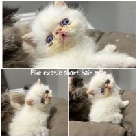 Persian Cats for sale in Henderson, NV, USA. price: $1,200