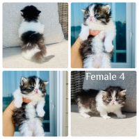 Persian Cats for sale in Ontario, NY 14519, USA. price: $1,100