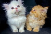 Persian Cats for sale in Los Angeles, CA 90023, USA. price: $800