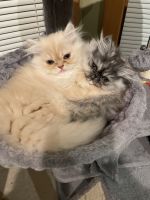 Persian Cats for sale in Syracuse, New York. price: $400