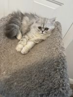 Persian Cats for sale in Chesapeake, Virginia. price: $1,000