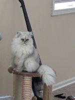 Persian Cats for sale in Fort Collins, Colorado. price: $800