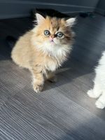 Persian Cats for sale in Nashville, Tennessee. price: $1,800