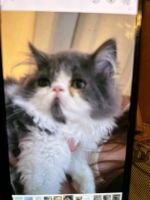 Persian Cats for sale in Gardner, Massachusetts. price: $500