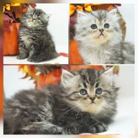 Persian Cats for sale in Mill Hall, Pennsylvania. price: NA