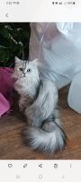 Persian Cats for sale in Oneonta, New York. price: $1,000