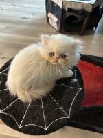 Persian Cats for sale in Henderson, NV, USA. price: $1,200