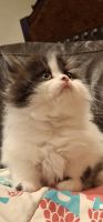 Persian Cats for sale in Beverly Hills, California. price: $750