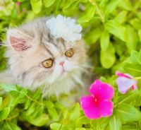 Persian Cats for sale in West Palm Beach, Florida. price: $1,650