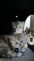 Persian Cats for sale in San Diego, California. price: $900