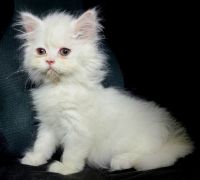 Persian Cats for sale in Los Angeles, CA 90023, USA. price: $550