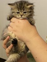 Persian Cats for sale in Blue Ridge, Georgia. price: $700