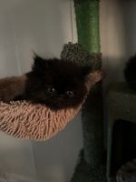 Persian Cats for sale in Plymouth, Indiana. price: $300