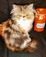 Persian Cats for sale in Minneapolis, Minnesota. price: $900