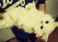 Persian Cats for sale in Los Angeles, CA 90023, USA. price: $400