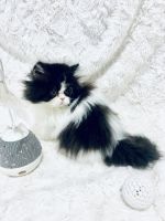 Persian Cats for sale in Ontario, NY 14519, USA. price: $950