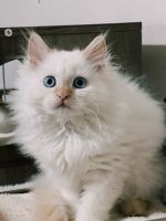 Persian Cats for sale in Ontario, NY 14519, USA. price: $700