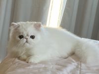 Persian Cats for sale in Bakersfield, California. price: $800