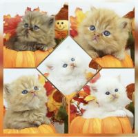 Persian Cats for sale in Mill Hall, Pennsylvania. price: $1,450