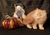 Persian Cats for sale in Minneapolis, Minnesota. price: $675